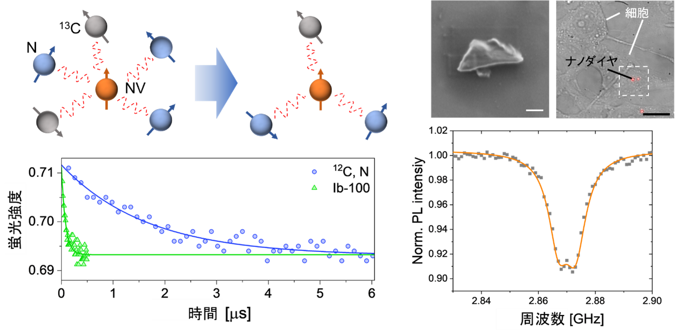 量子グレードの高品質・高輝度蛍光ナノ粉末ダイヤモンド～ナノダイヤモンド量子センサの性能向上で超高感度の測定が可能に～