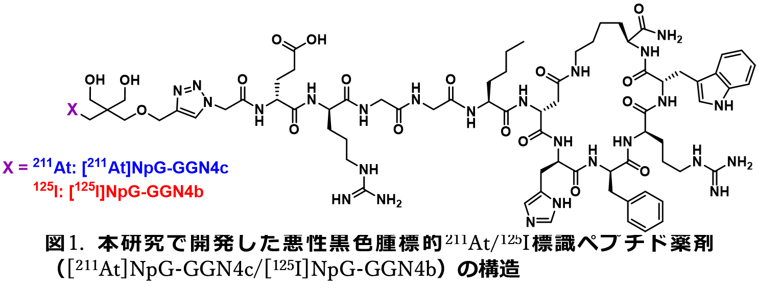 本研究で開発した悪性黒色腫標的等の構造