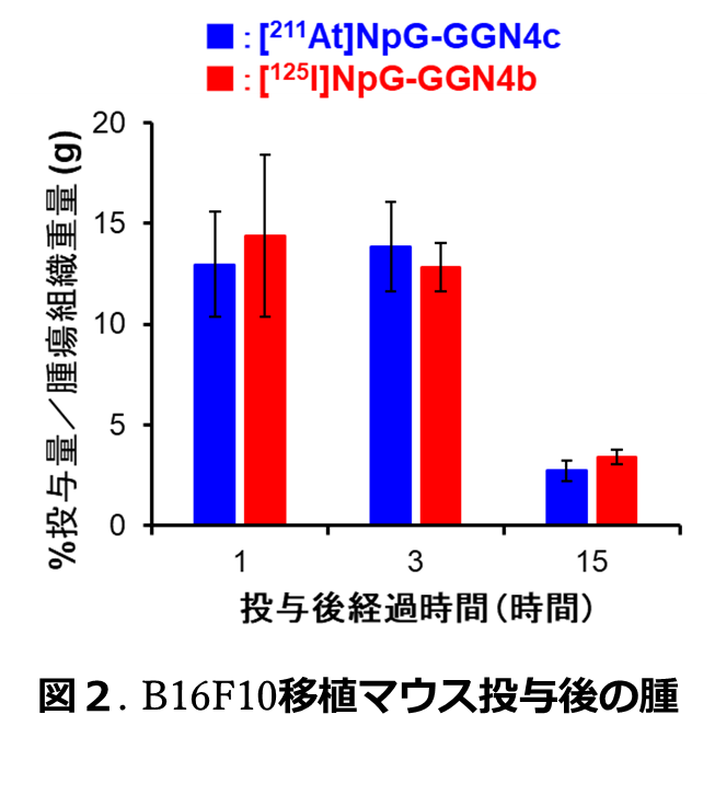 B16F10移植マウス投与後の腫瘍集積