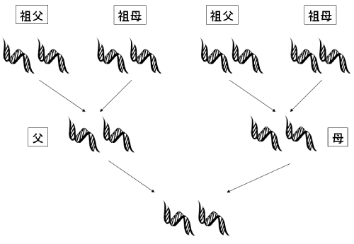 両親からの遺伝情報伝達。子供は両親からそれぞれ半分の遺伝情報を受け継ぐ