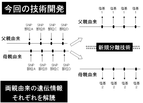 本研究で開発された新しい遺伝情報解析技術。両親由来の染色体DNA断片を個別に増幅することで、両者がミックスされていない純粋な遺伝情報の解析が可能となった