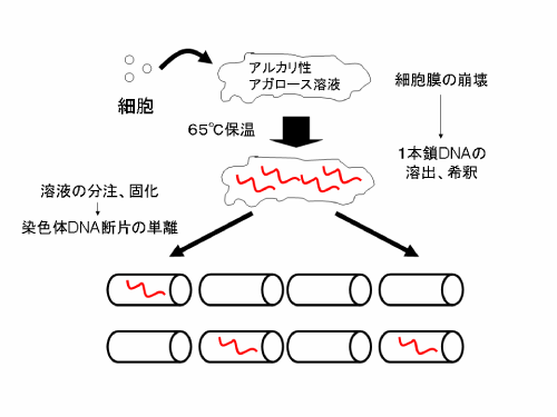 アガロースゲルを用いた染色体DNA断片の１分子レベル単離