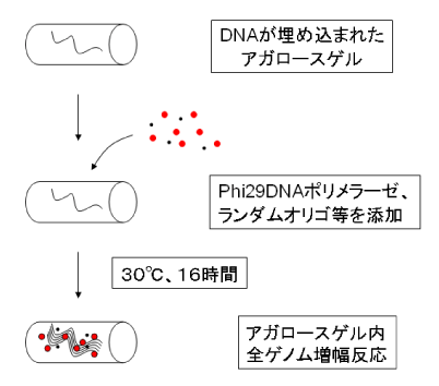 アガロースゲルに埋め込まれた染色体DNA断片の増幅