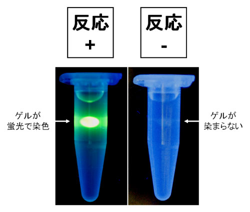 ゲノム増幅反応後のアガロースゲル比較