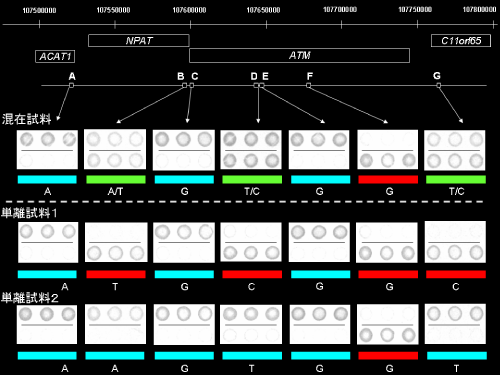 ハプロタイプ解析例。両親由来染色体DNAが混在している試料において3箇所存在していたヘテロ接合型(緑)が、単離試料では全てホモ接合型(赤もしくは青)になっている