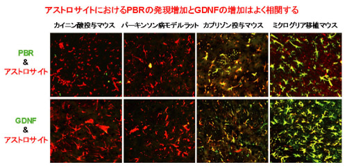 様々なモデルのアストロサイトにおけるPBRとGDNFの発現