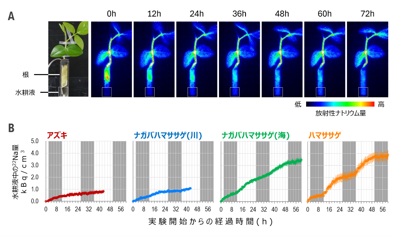 PETISによるナトリウム排出の解析
