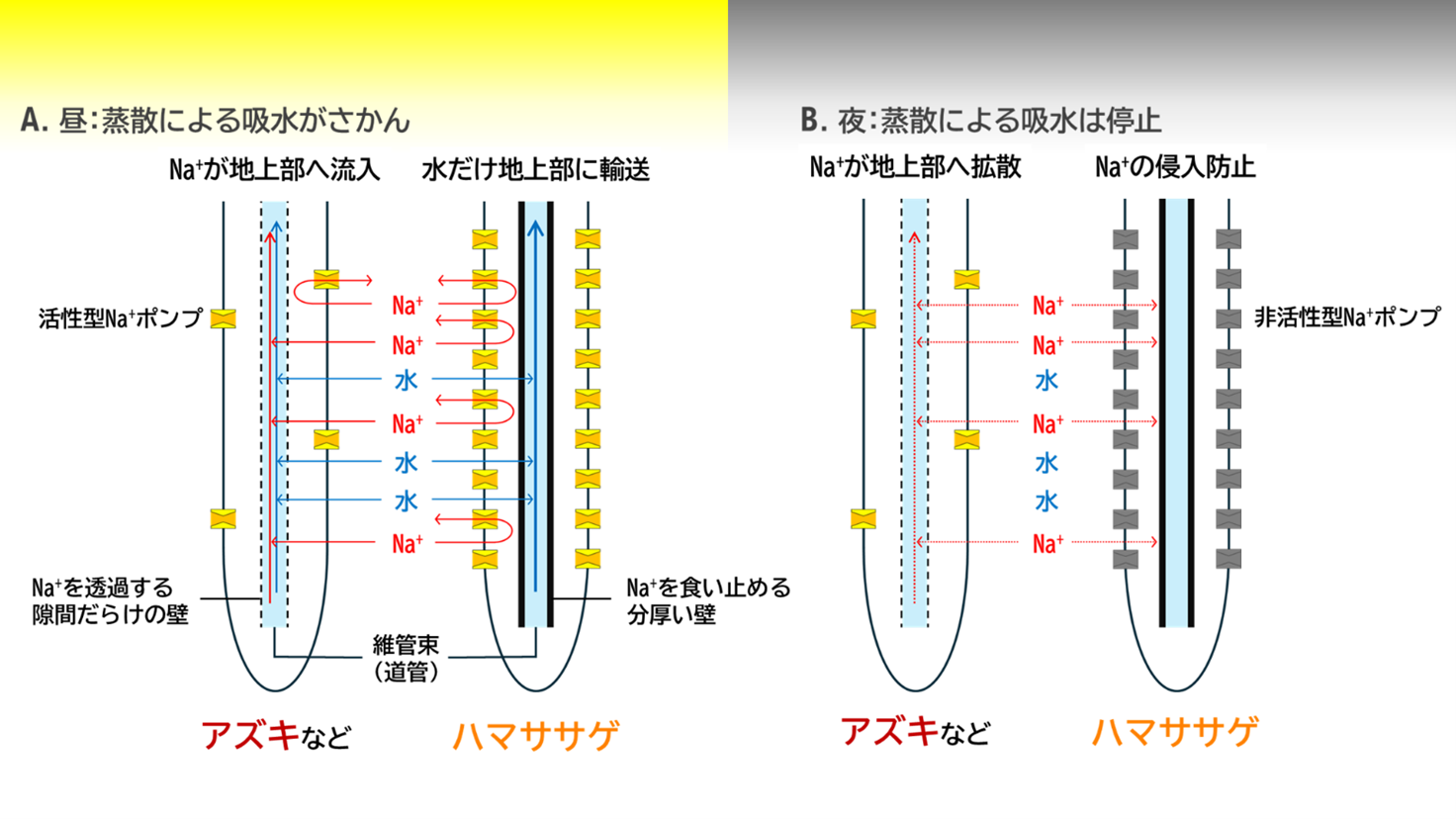 ハマササゲ耐塩性機構の概略図