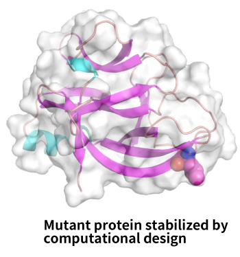 Mutant protein
