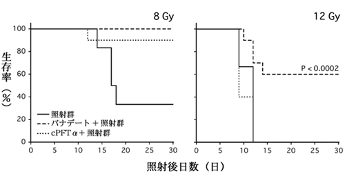 3つの照射群の生存率比較。バナデートを投与した群がずば抜け て生存率が高いことが分かった