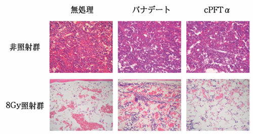 バナデート投与群の方が無処理群、cPFTα投与群に比べX線 照射後に生き残った細胞が多い