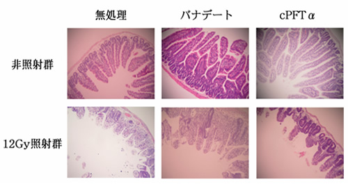 バナデート投与群の方が無処理群、cPFTα投与群に比べX線 照射後に腸上皮の腺窩の消失や絨毛の萎縮が少ない