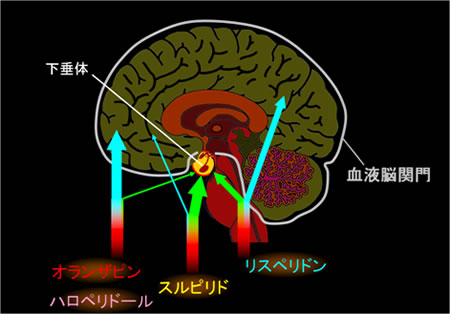 関門 通過 脳 血液