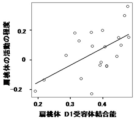 扁桃体の活動と扁桃体におけるD1受容体結合能との相関関係