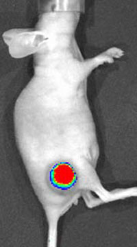 ヌードマウスに移植したヒトがん組織に赤色蛍光遺伝子を電気穿 孔法により導入しました。6日後に撮影し写真で赤くなっている部分が、蛍光が観察されている場所 (遺伝子導入部 位) を示しています