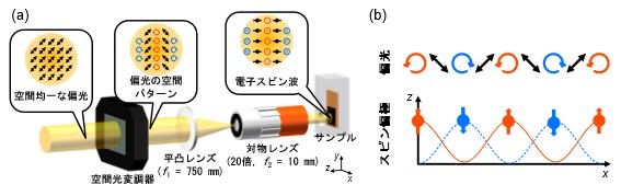 ポンプビームの詳細図と偏光の空間パターンとスピンの空間パターン（電子スピン波）の関係