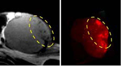 (左図) がん組織の MRIT2強調画像。(右図) がん組織断面の蛍光 写真。遺伝子が導入された部位 (右図の赤色蛍光が認められる部位) のT2強調画像では、信号が低下し画像上黒くな っており、機能が発現 (活性化) したことを示しています。 