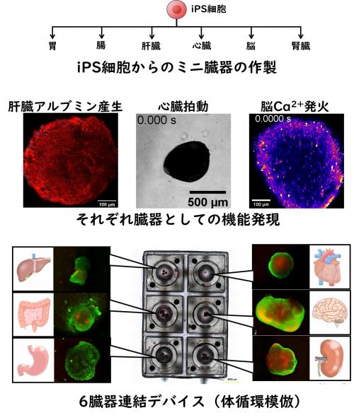 チップ