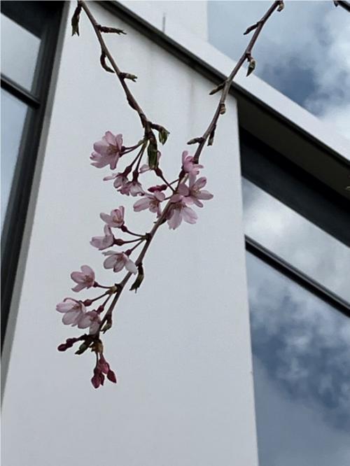 桜の花