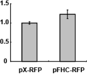 フェリチン (H鎖) 遺伝子を導入した細胞 (pFHC-RFP) と導入して いない細胞 (pX-RFP) の鉄の取り込みの様子。フェリチン (H鎖) 遺伝子を導入した細胞は、鉄の取り込みが増加して いることがわかる。