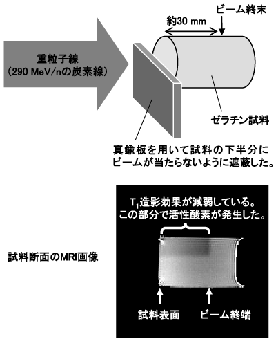 明るい部分の中に影のように見えている部分が活性酸素の発生 した部分に対応しています。 