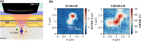 作製したデバイス概略図