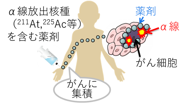 α線内用療法の概念図