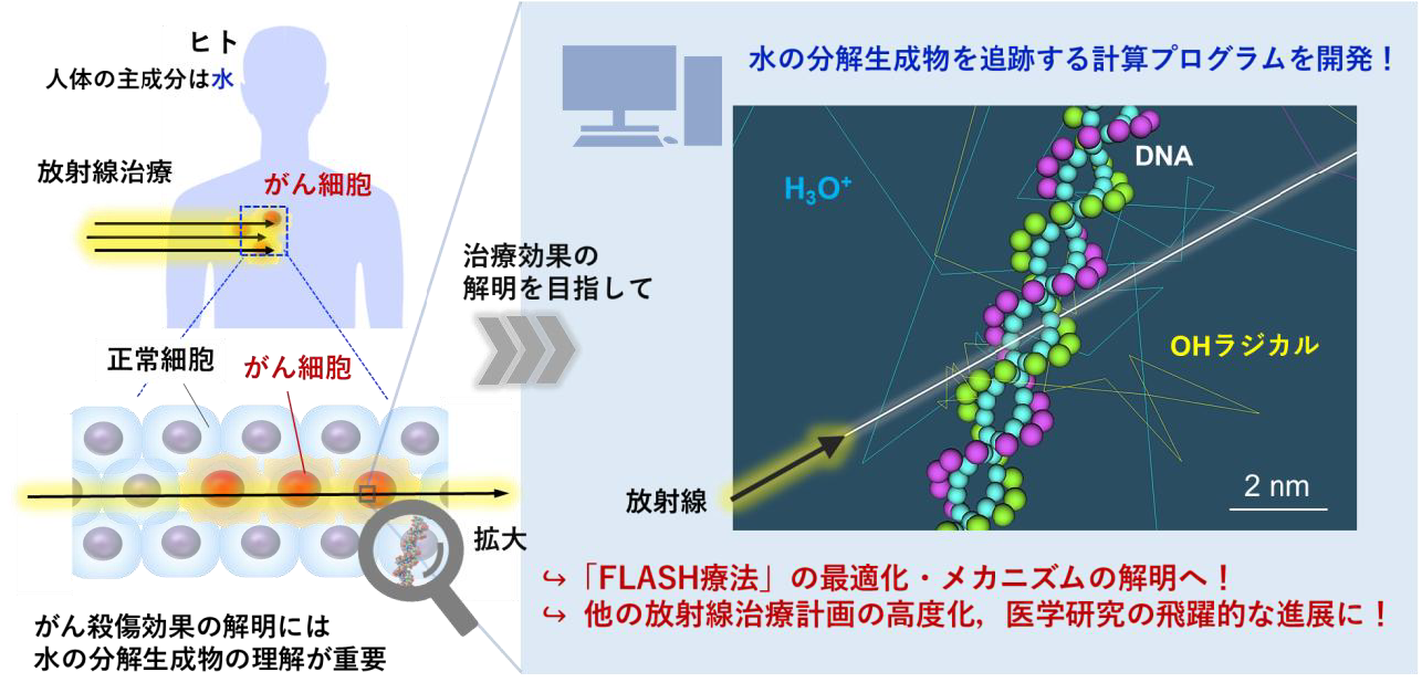 放射線による水分子の化学変化と生物影響をシミュレートするプログラムの概念図