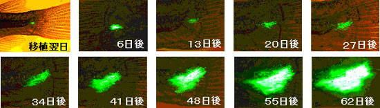 メダカ体内でのがん細胞増殖の変化