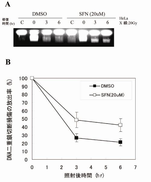 研究手法と結果の画像2