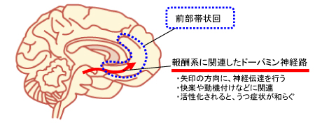 報酬系に関連したドーパミン神経路