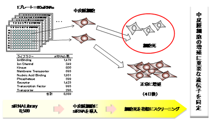 悪性中皮腫の細胞増殖を抑制する遺伝子の探索