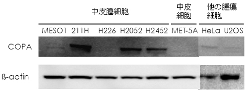 COPAタンパク質の発現