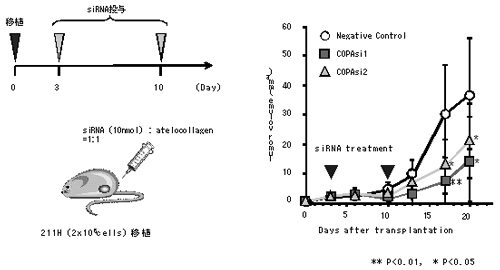 COPA siRNAの腫瘍増殖抑制効果