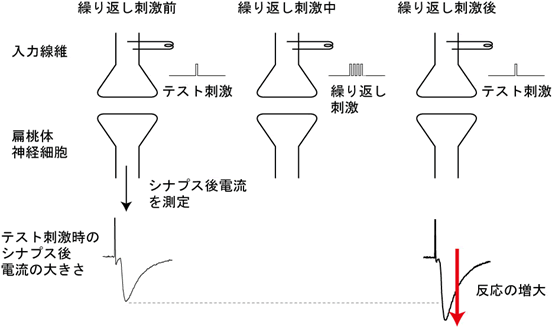 繰り返し刺激をした後には、同じテスト刺激に対して反応の増大が見られる。この増大は繰り返し刺激後に長時間持続し、シナプスの持続的な増大(LTP)と呼ばれる。