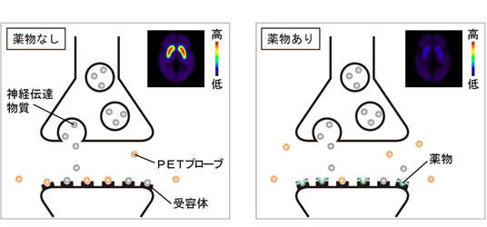 受容体の占有率から薬物の脳内結合量を見積る