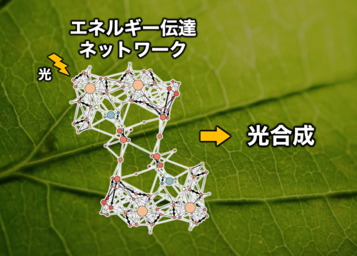 光合成クロロフィル１