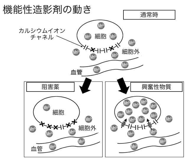  機能性造影剤の動き