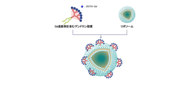 リポソーム表面に造影剤を多数結合させた新規ナノ粒子型MRI用造影剤