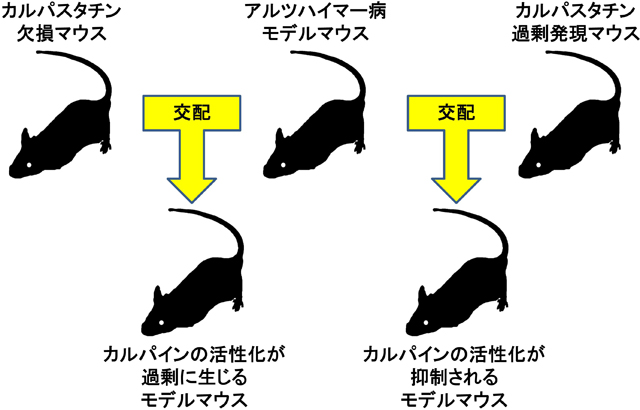 カルパイン活性化が起こりやすいアルツハイマー病モデルマウスと、活性化が起こりにくいモデルマウスの作製
