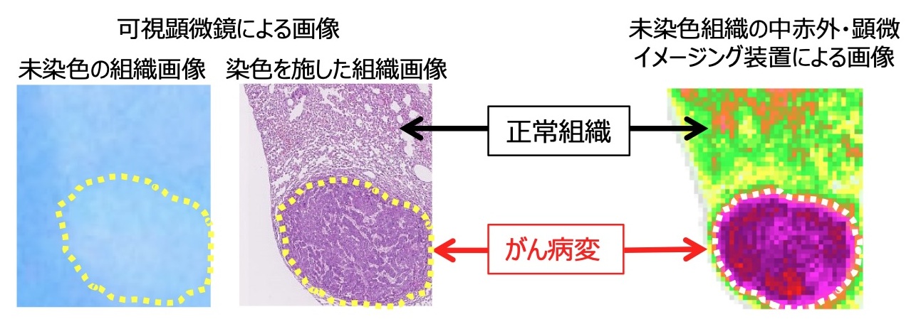 可視顕微鏡と中赤外・顕微イメージング装置による取得画像の比較