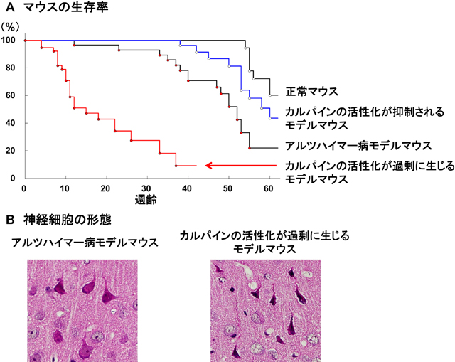 アルツハイマー病モデルマウスにおいて、カルパイン活性化が寿命と神経傷害に及ぼす影響