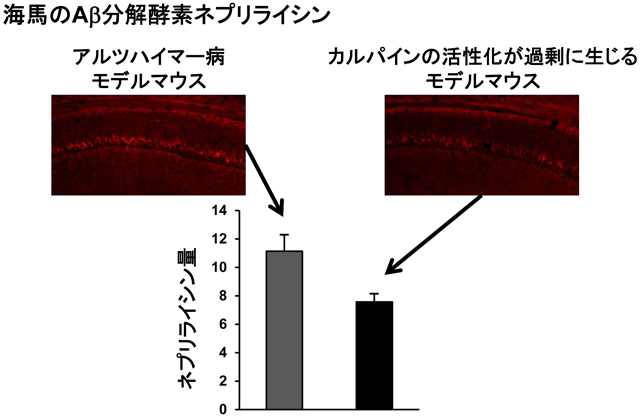 マウス死後脳の海馬で測定したAβ分解酵素ネプリライシンの量
