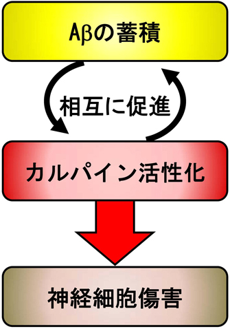 アルツハイマー病の発症機構におけるカルパインの役割