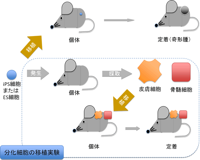 今回の実験の概要　青い点線の枠で囲った部分が今回のメインの実験