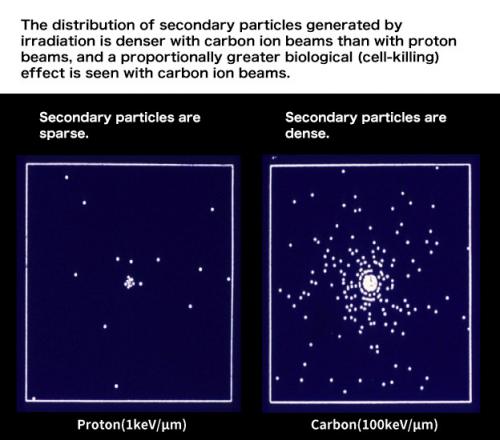 Figure 3. The distribution of secondary particles generated by irradiation is denser with carbon ion beams than with proton beam
