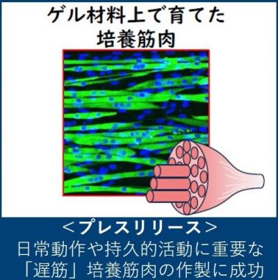 日常動作や持久的活動に重要な「遅筋」培養筋肉の作製に成功