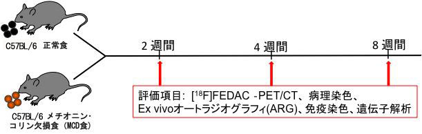 研究手法と結果の画像1