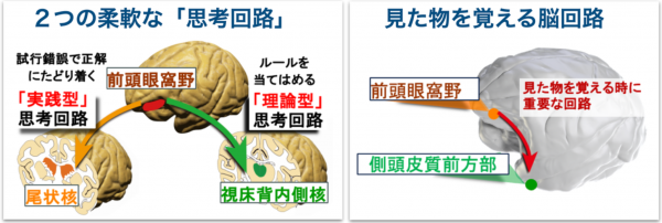 柔軟に思考する、見た物を覚える—脳の回路とそのしくみ  