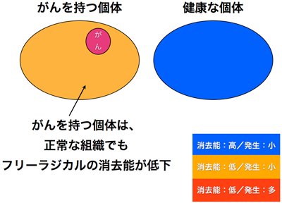 健康な個体（青）では、フリーラジカルの発生は少なく、消去能も高いため、信号はすぐに低下する